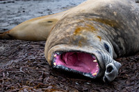 Elephant seal