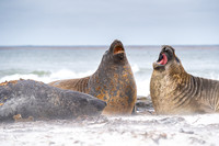 Elephant seal