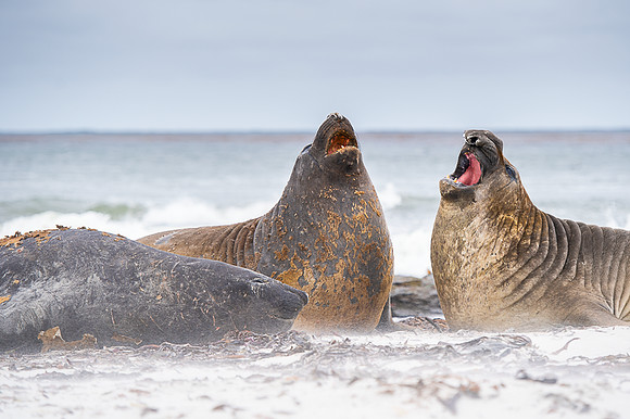 Elephant seal