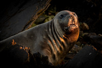 Elephant seal