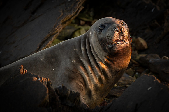 Elephant seal