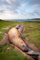 Elephant seal