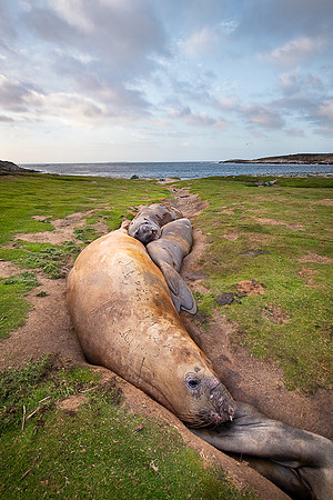 Elephant seal