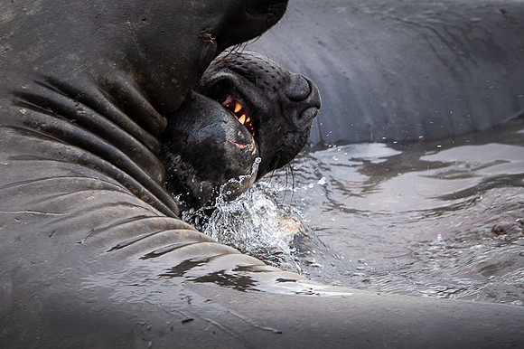 Elephant seal