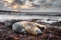 Elephant seal