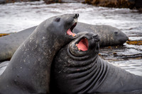 Elephant seal