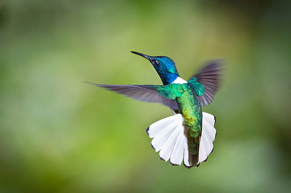 White-necked Jacobin