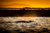 Elephant seal
