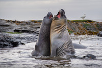 Elephant seal