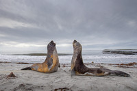 Elephant seal