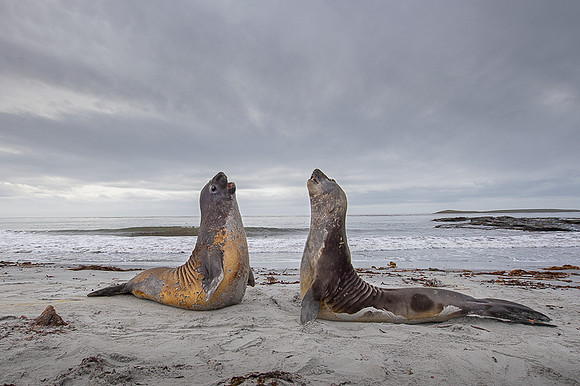 Elephant seal
