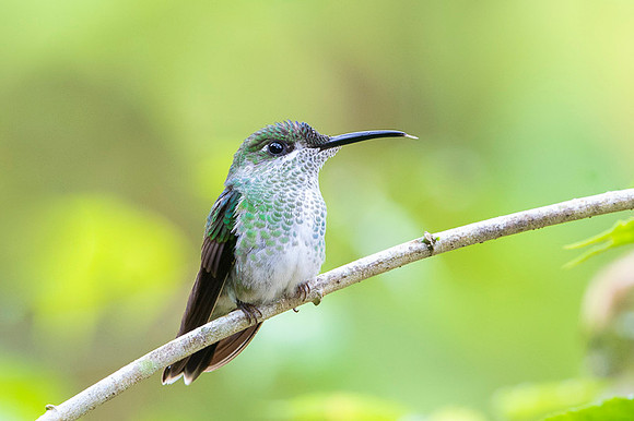 White-necked Jacobin