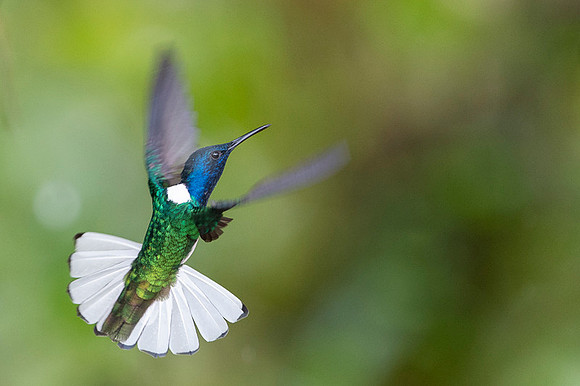 White-necked Jacobin
