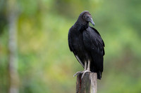 Black Vulture