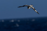 Cape Petrel