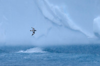 Cape Petrel