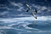 Cape Petrel