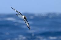 Cape Petrel