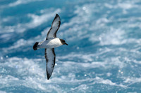 Cape Petrel