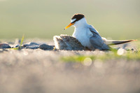 Little Tern / Rybitwa białoczelna