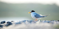 Little Tern / Rybitwa białoczelna