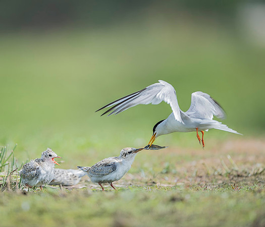 Little Tern / Rybitwa białoczelna