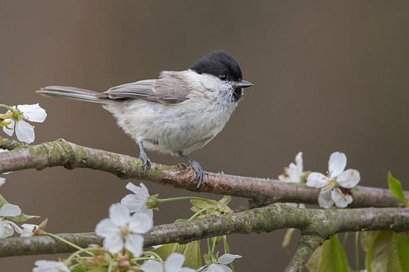 Willow Tit / Sikora uboga