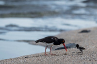 American Oyster Catcher