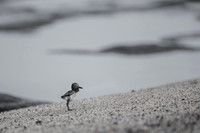 American Oyster Catcher