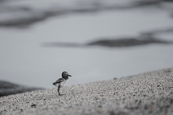 American Oyster Catcher