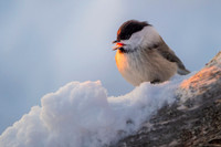 Willow Tit / Sikora uboga