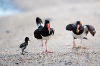 American Oyster Catcher