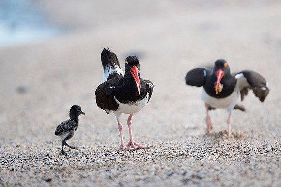 American Oyster Catcher