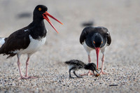 American Oyster Catcher