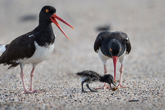 American Oyster Catcher