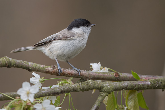 Willow Tit / Sikora uboga