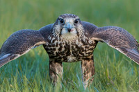 Saker falcon / Sokół raróg