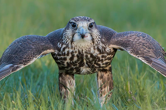 Saker falcon / Sokół raróg