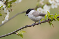 Willow Tit / Sikora uboga