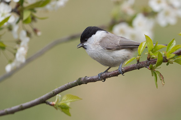 Willow Tit / Sikora uboga