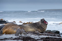 Elephant seal