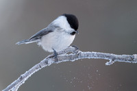 Willow Tit / Sikora uboga