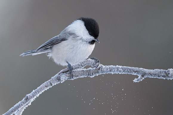 Willow Tit / Sikora uboga