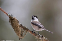 Willow Tit / Sikora uboga