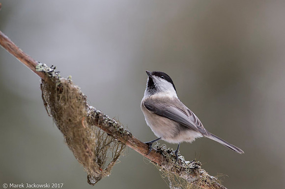Willow Tit / Sikora uboga