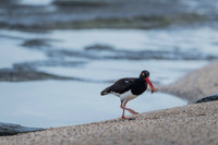 American Oyster Catcher