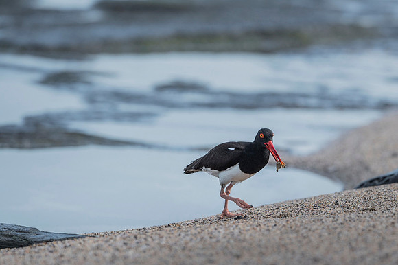 American Oyster Catcher