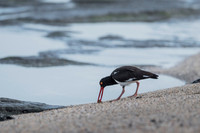 American Oyster Catcher