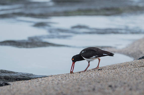 American Oyster Catcher