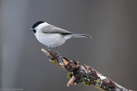 Willow Tit / Sikora uboga